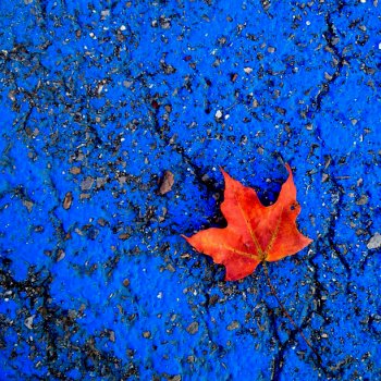Is this the last leaf of the fall foliage season? Thank @princetonhouse for capturing it before it blew away.