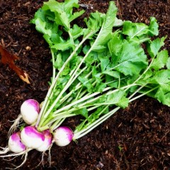 Turning toward turnips: fall’s underdog vegetable