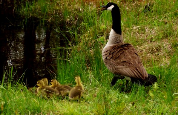A mother goose and her goslings – is Paul’s brain in that goose?