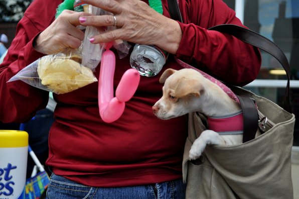 Real animal meets (and is puzzled by) balloon animal. That’s Emma, a pomchi who was born on Valentines Day.