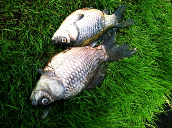 Two of the dozens of fish that washed up dead on the shore of the pond at White Park last week.