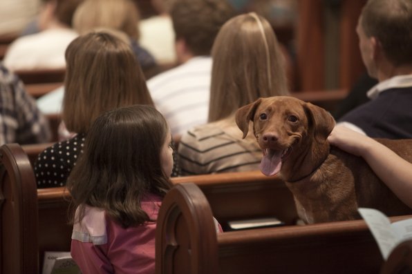 Champ (not its real name, but looks like a Champ) takes in all the sights, sounds and smells in one of the church’s pews.