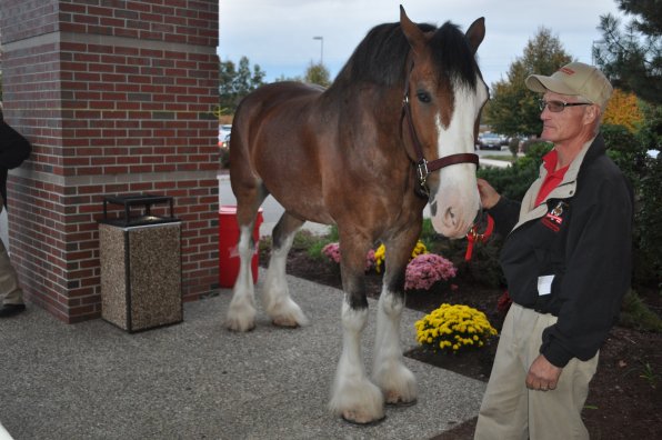 We found this gentleman who rode his horse to the event. Actually, that’s Burton Westbrook with one of the official Anheuser-Busch Clydesdales.