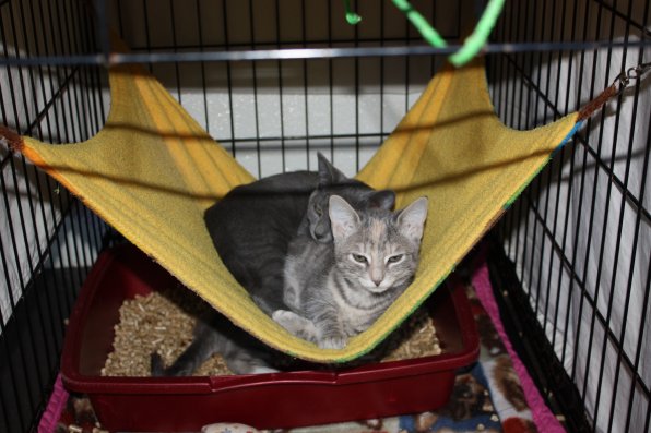 Some cute kittens wake up from an afternoon nap.