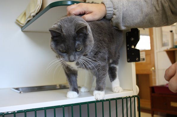 Chloe enjoys some well deserved scratches.