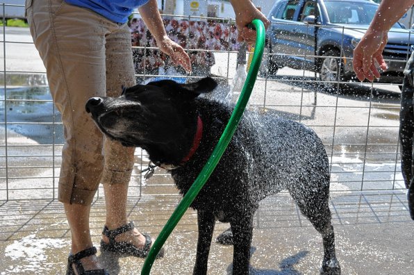 The SPCA held a benefit dog wash at Blue Seal in August, which produced a ton of clean dogs – and this splashy photo of Isabelle shaking off.
