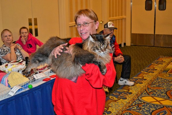It’s not easy, but Arlye Drury shows off her 16-pound Maine Coon, Claude Hoppurr. Oh those cat (pun) names.