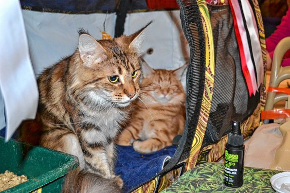 Victoria and Caleb, a pair of Maine Coons, enjoy some down time before stepping into the judges’ ring.