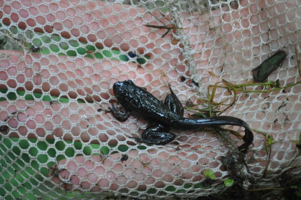 Another big discovery, a frog that is still in a hybrid state, with a bit of tadpole tale remaining.