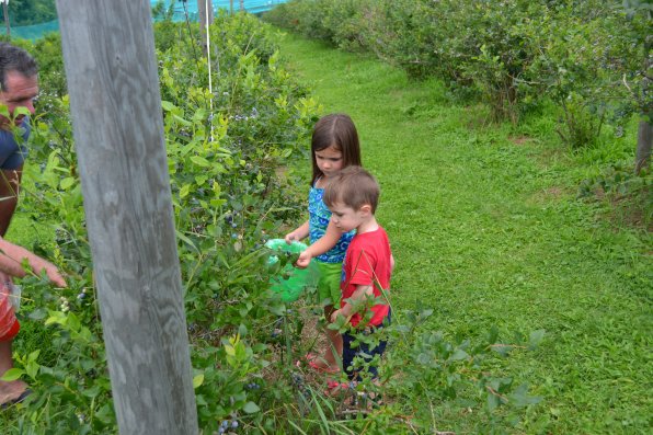 Molly and Owen Finney scope out blueberries ripe for the picking at Carter Hill Orchard.