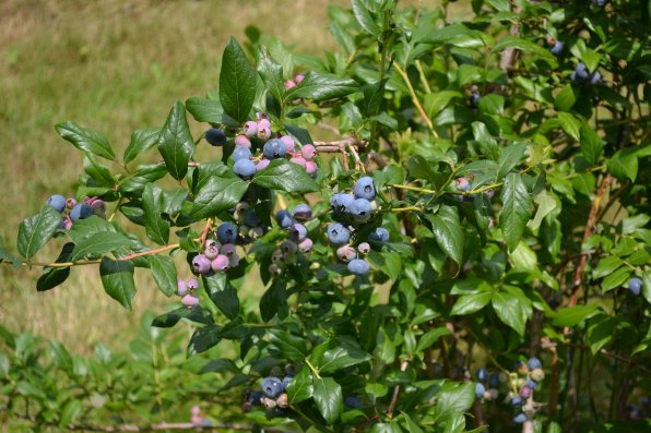 Look at those blueberries, just waiting to be picked.