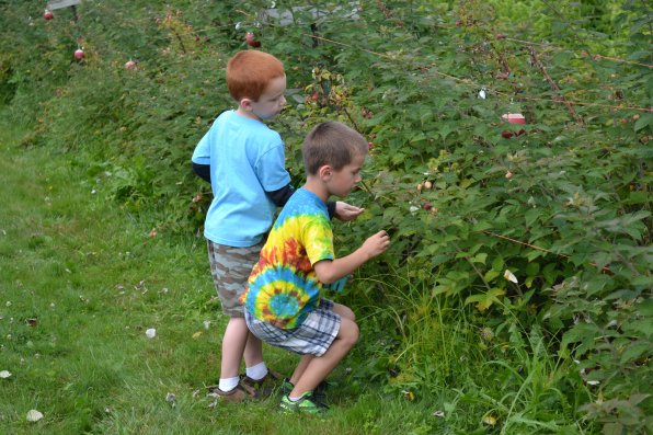 Who likes fresh berries? It sure looks as though Caleb Sandahl and Miles Miller do, as they scope out the best ones at Apple Hill Farm.