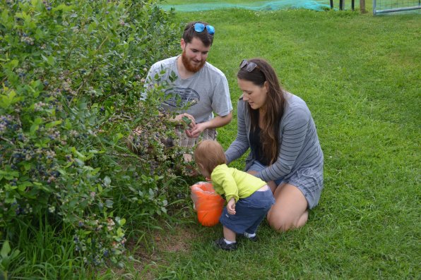 Maxwell Kazakis, 15 months, hasn’t quite perfected the art of blueberry picking, opting to grab the tasty fruit from the bucket instead of the bush while at Carter Hill with his parents Steven Kazakis and Amber St. Pierre.