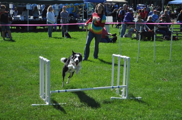 Twister goes flying over a jump as part of an agility demonstration from Finlayson’s Pet Care Center.