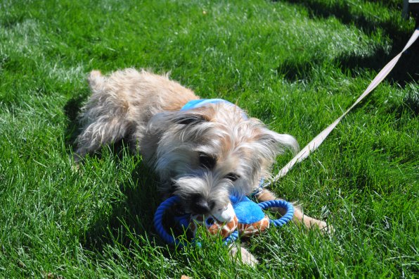 Aw-Z, all of 11 months old, had a great time with one of the toys available at the event. Hey man, you chew it, you buy it.