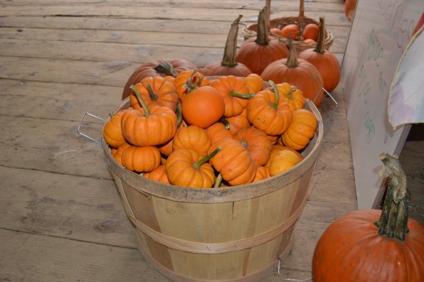 Some pumpkins are smaller than others, like these in a basket at Dimond Hill Farm.