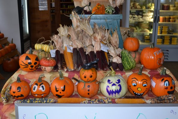 One of the best things to do with pumpkins is decorate them. This display at Dimond Hill includes plenty of creativity, and based on the expression of some in the front row, those pieces of corn don’t stand a chance.
