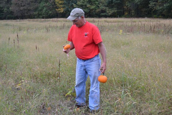Rob Larocque of Carter Hill Orchard checks out a few pumpkins from the 12-acre pumpkin patch he uses to grow his crop each year.