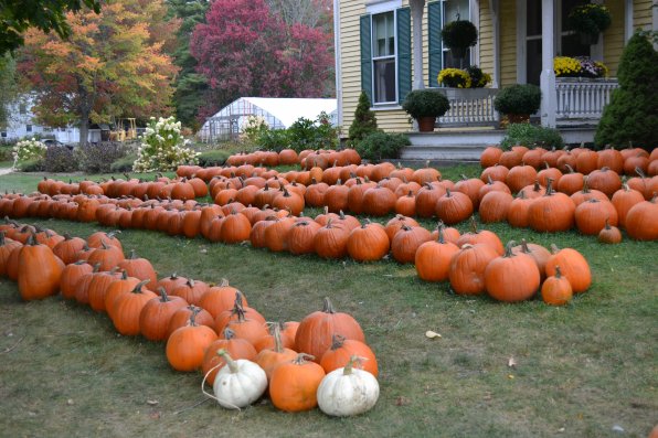 Let’s see, yup, those are pumpkins.