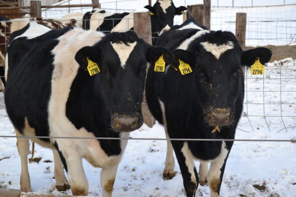 Nobody is as excited for the macaroni and cheese bakeoff this weekend as these cows from Morrill Farm in Penacook. Can’t you see the enthusiasm on their faces? Or is that just dirt?