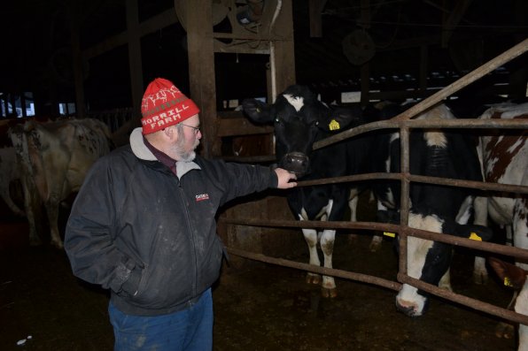 Rob Morrill checks in with one of the cows on the farm.