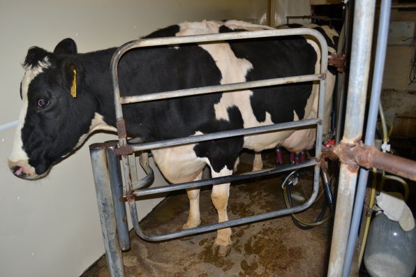 Morrill usually milks between 50 and 60 cows, twice a day at 4 a.m. and 4 p.m., at his Penacook farm, one of his two operations in New Hampshire. The cows are brought in four at a time and hooked up to machines that do a lot of the hard work so Morrill and his family don’t have to.