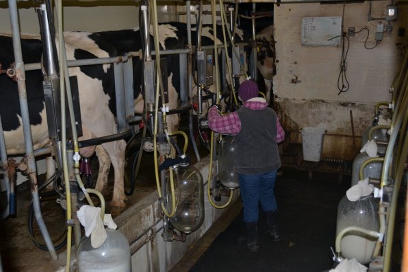 Morrill’s wife Sherri was on milking duty Friday, sterilizing both before and after, as well as getting all the mechanical doohickeys hooked up to the utters.