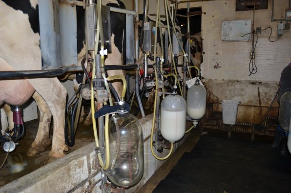 That amount of milk may last you a month, but that’s nothing compared to the 3,200 to 4,000 pounds the Morrill Farm cows produce every day and that’s just in Penacook.