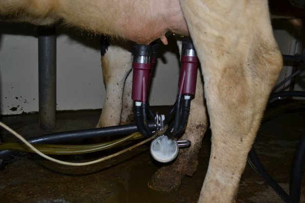 The milking process has changed a lot with technology – no more doing it by hand.