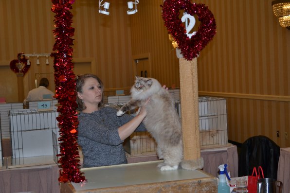 Judge Vicky Merrill checks over a fluffy kitty.