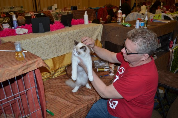 Ken Staples gets Kasseldolls Skor all groomed and ready to wow the judges and one lucky reporter.