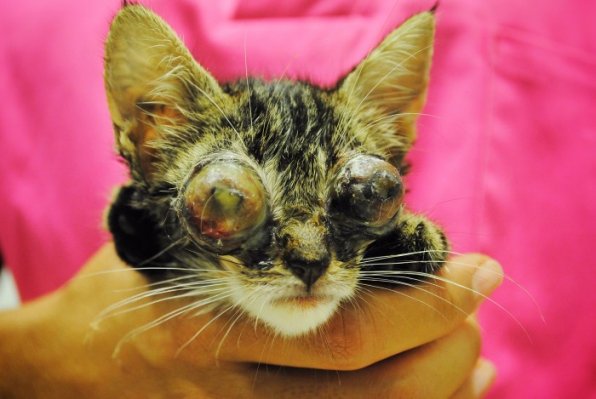 Rania’s eyes were in bad shape when she was first found.