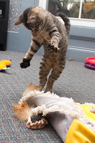 Talk about a happy ending! Look how much fun Rania is having playing with her toys at the Ghelli household.