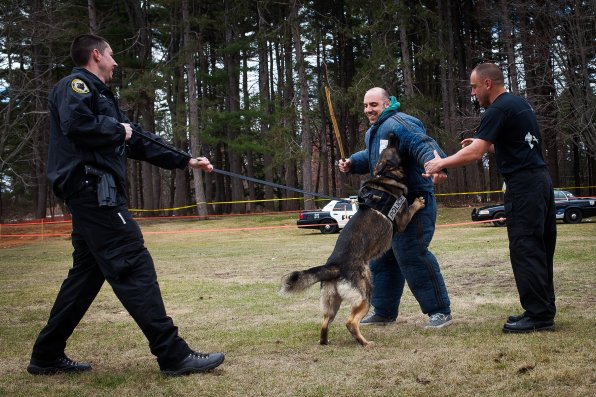 Why is Keith smiling in mid-attack? This is where Sgt. Nick Hodgen of Hillsboro PD told him to hit Ace with that stick to act out being a bad guy. Seemed like a bad idea.