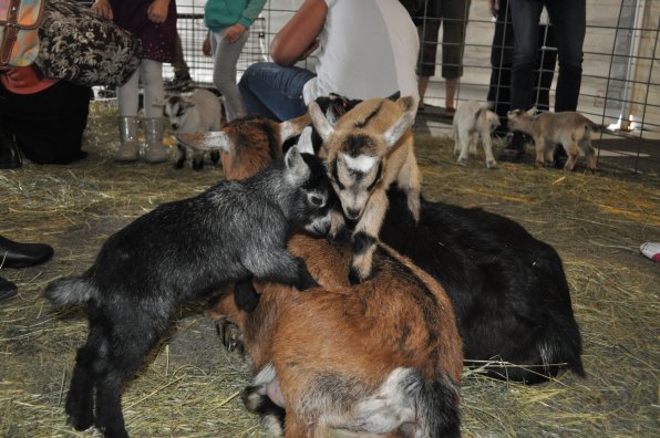 Look if you want to, but we don’t think you’ll find anything cuter than little baby goats playing on top of adult goats.
