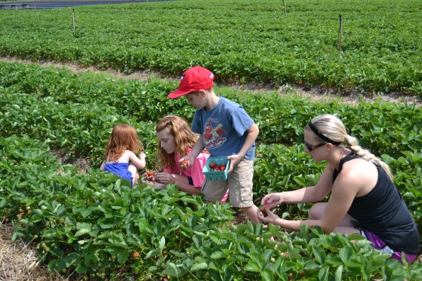The Fortin family, Hailey, Ellana, Cameron and Deborah use the strength in numbers approach to picking.