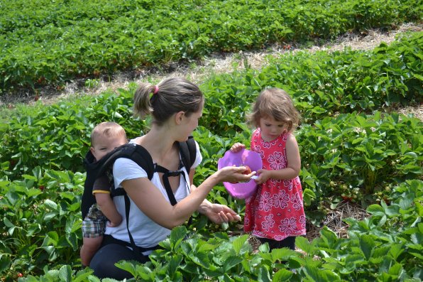 Elizabeth Leone, with 9-month-old Silas on her back, puts a strawberry in the cute purple bucket of her daughter, Eloise.