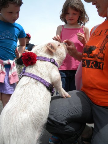 Jadyanna (left) and Katelyn Rodgers help Miles Smith Farm owner Carole Soule feed Tazzy the pig on Saturday.