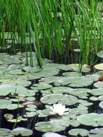 Lilypads at Dimond Hill by Robyn Cotton.