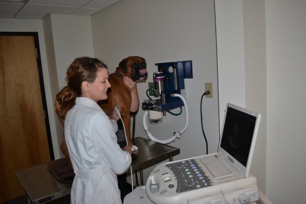 Deb Kelloway uses a fancy ultrasound machine to take a look at the heart of Duke, a 1 year old boxer.