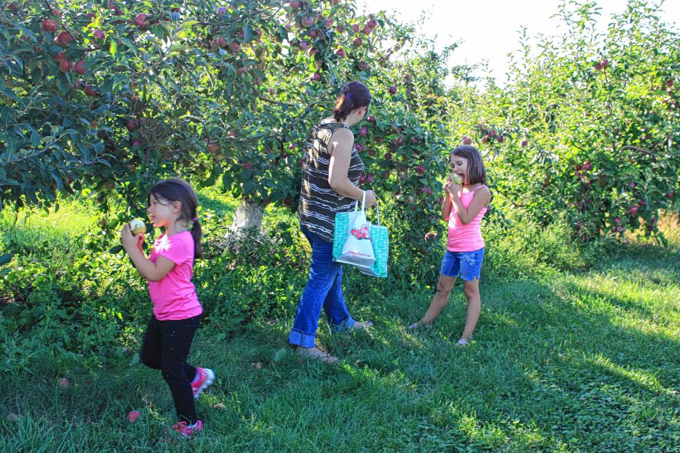 Lilly Harmon, 6, and Madison Harmon, 8, of Bow, try some samples while picking with their mom, Tara, at Carter Hill Orchard in Concord last week. (JON BODELL / Insider staff) - 
