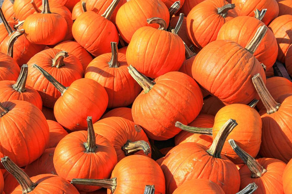 Mmm, pumpkins. (JON BODELL / Insider staff) - 
