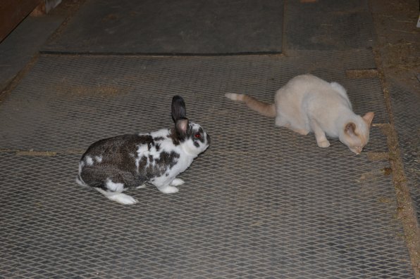 M&M (the bunny) and Luna (a cat) are good buds and the unofficial keepers of the Abaris Arabians barn.
