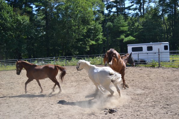 Who knew horses also played rousing games of tag?