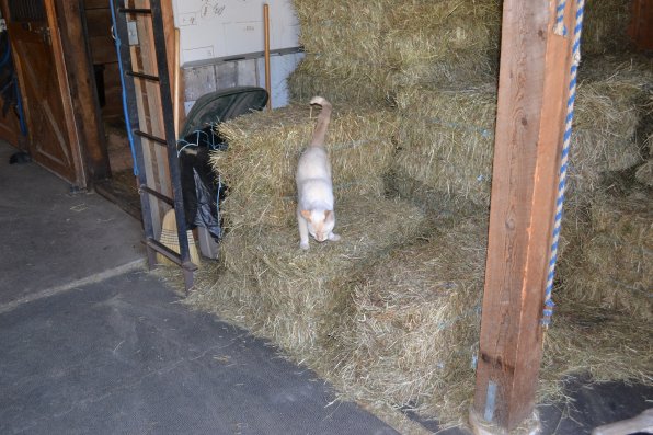 We didn’t know barn cats ate hay just like horses? Wait, they don’t? Well that makes sense.