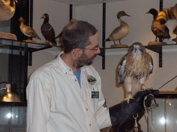 Kevin Wall, the education director at the McLane Center, holds a red-tailed hawk during a recent bird presentation. Judging by it’s look, we’re pretty sure the hawk is trying to figure out how to avoid ending up on the shelf like the ones in the background.