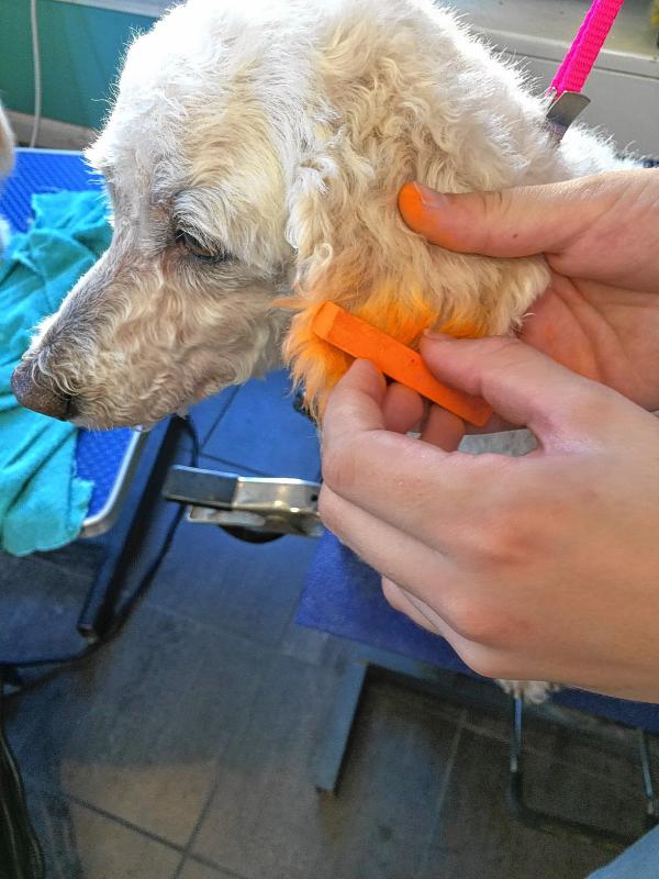 Shenaugh Tripp applies some orange coloring to Rascal's ear. (Courtesy of Kris Tripp) - 
