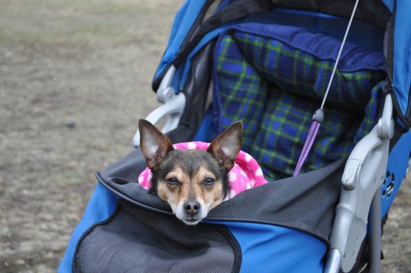 It was a chilly day, but Posey was all snuggled up in two blankets – and a sweet ride.