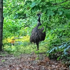 We got an exclusive interview with the Bow emu – and it’s good