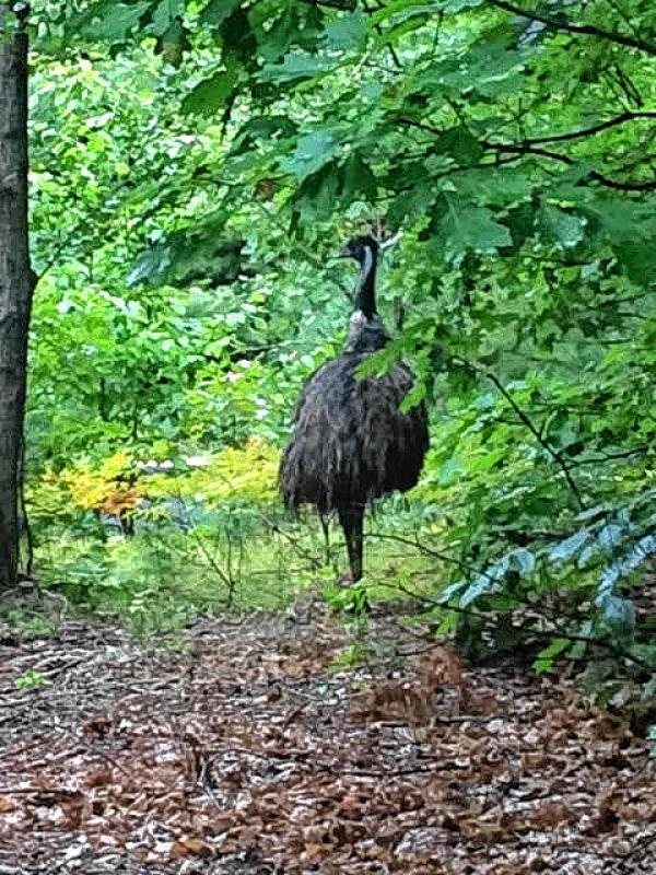 A mysterious emu that was on the lam in Bow for a week has been caught. (Courtesy) - 
